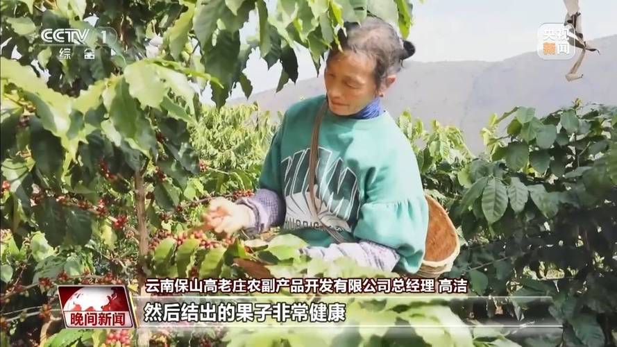 “咖”位满满!云南小粒咖啡走出山乡 勇闯大世界