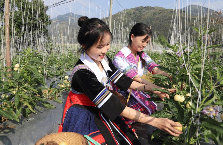 (乡村行·看振兴)延安洛川:黄土高原上的“金果果”走俏市场