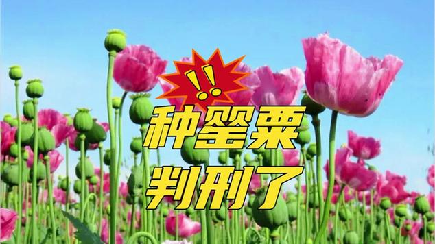 警惕外来物种 上海海关截获假高粱和角海罂粟种子